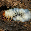 Stag beetle larva