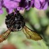 Valley Carpenter Bee