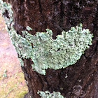 Lichen