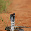 Zebra Spitting Cobra