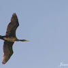 Cormorant