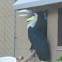 Wreathed Hornbill