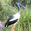 Black-necked stork (Jabiru)