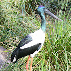 Black-necked stork (Jabiru)