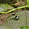 Bumblebee Poison Frog