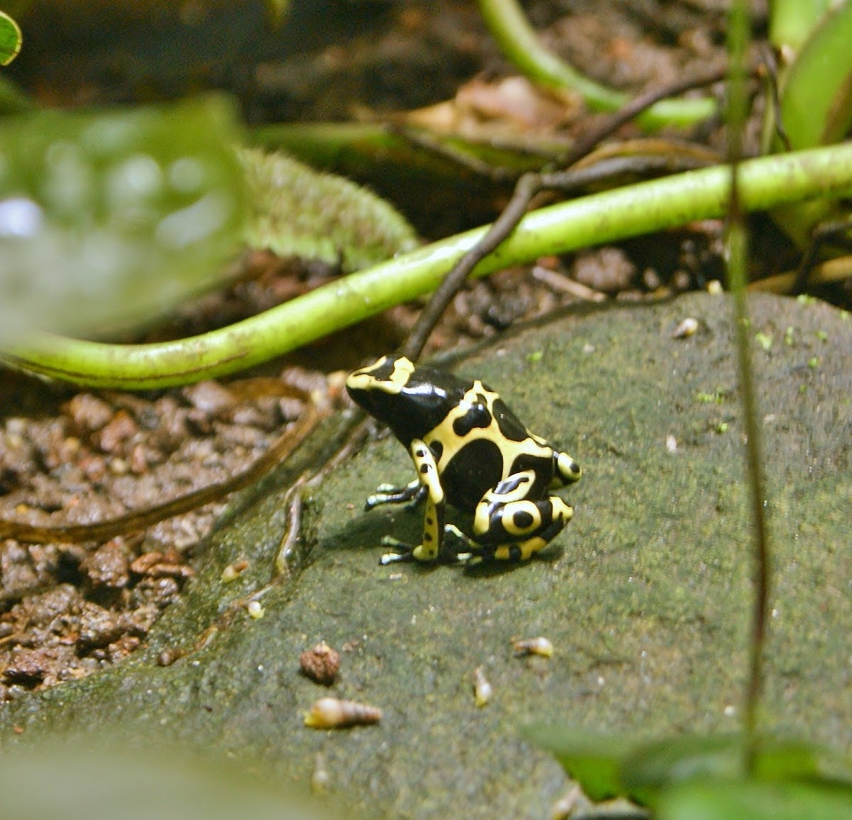 Bumblebee Poison Frog