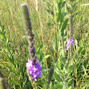 Narrow-leaved vervain