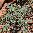 Desert Scrub Oak