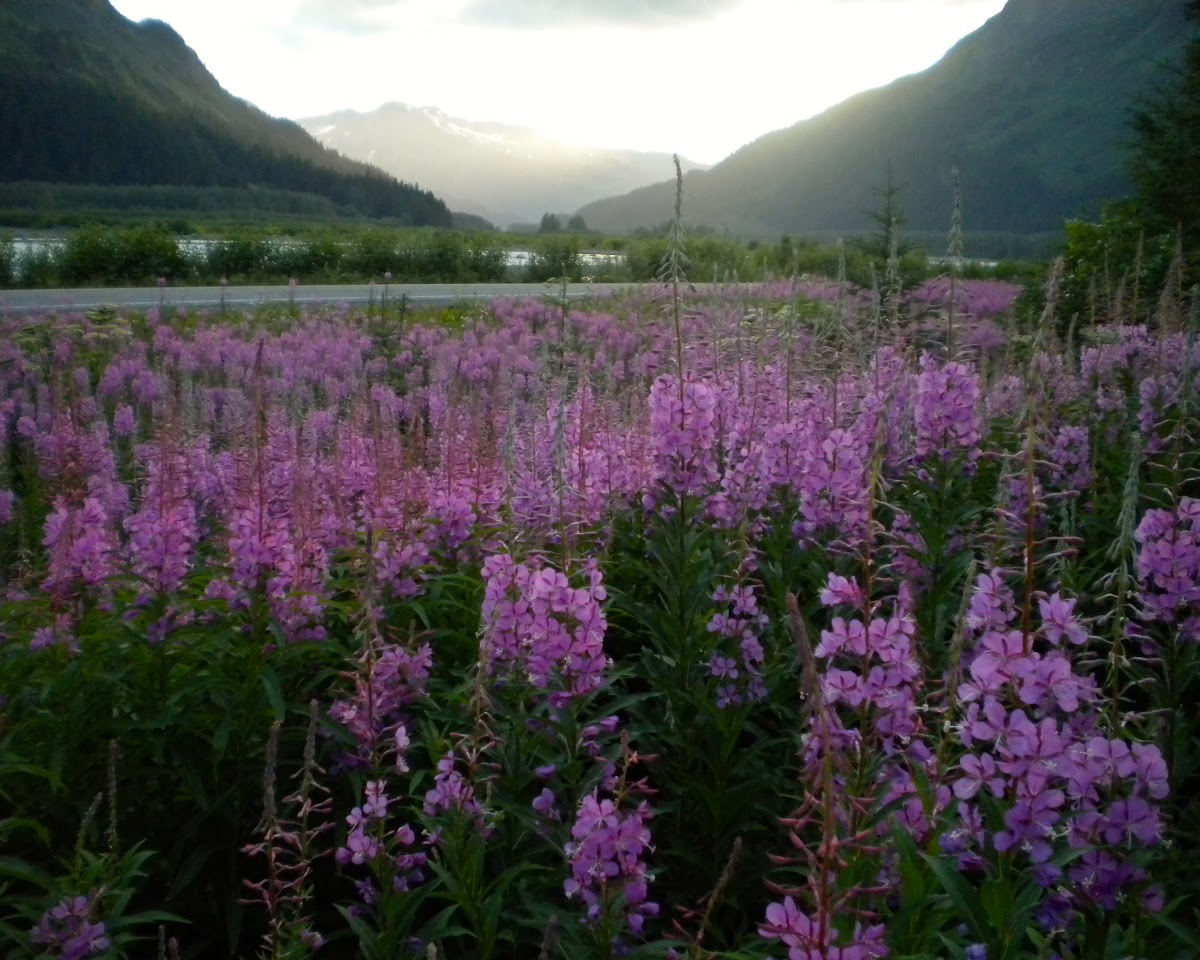 Fireweed