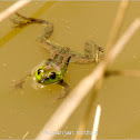 Indian Rice Frog