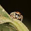 Jumping Spider