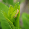 Dogbane Saucrobotys moth (larva)