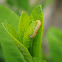 Dogbane Saucrobotys moth (larva)