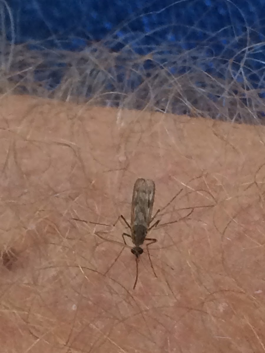Southern House Mosquito