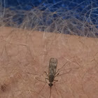 Southern House Mosquito