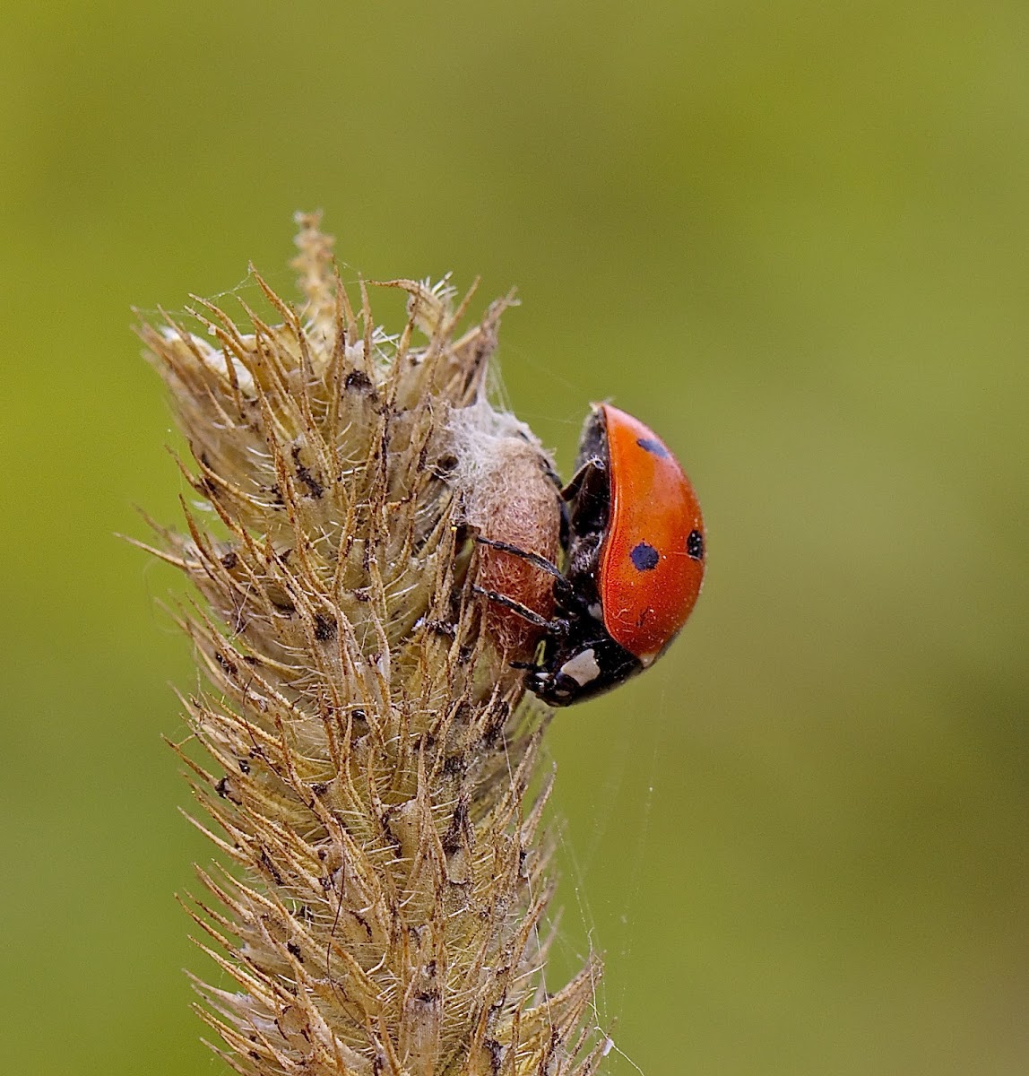 Zombie Seven-spotted Ladybug and Parasitic Wasp Cocoon