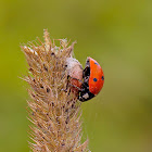 Zombie Seven-spotted Ladybug and Parasitic Wasp Cocoon