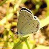 Eastern-tailed blue butterfly