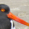 American Oystercatcher