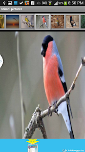 How to mod 5- Animals wallpapers 2014 patch 2 apk for bluestacks