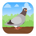 Pigeon Odyssey Apk