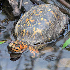 Eastern Box Turtle