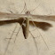 T-Moth or Plume Moth