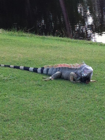 Green Iguana Project Noah