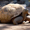 Aldabra tortoise