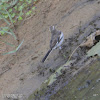 White-browed Wagtail (female)