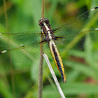 Spangled Skimmer dragonfly (female)