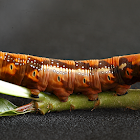 Oleander Hawk-moth caterpillar