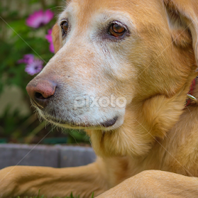 Baby Girl by LJ Ethier - Animals - Dogs Portraits
