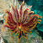 Feather Star