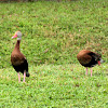 Black bellied whistling duck