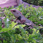 Oriental Garden Lizard (male)