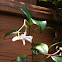 Star jasmine