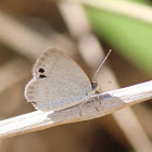 Small Dusky Blue (female)