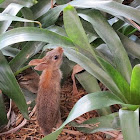 Marsh rabbit (juvenile)