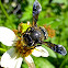 Carpenter-mimic Leaf-cutter Bee
