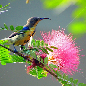 Purple-rumped sunbird by Sangita Soubam - Animals Birds