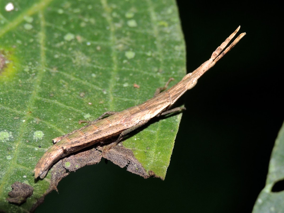 Long-headed toothpick grasshopper