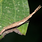 Long-headed toothpick grasshopper