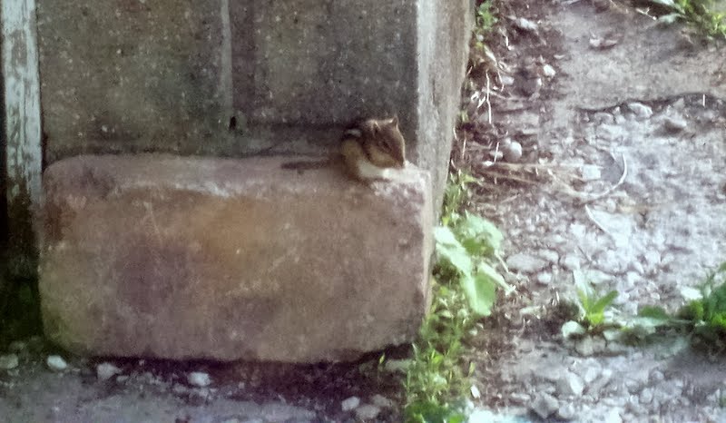 Chipmunk