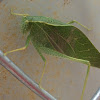 Leaf Bug / Katydid