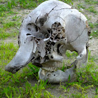 Elephant skull/skeleton