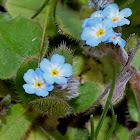 Early Forget-me-not