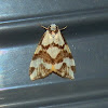 Staurocola Tiger Moth