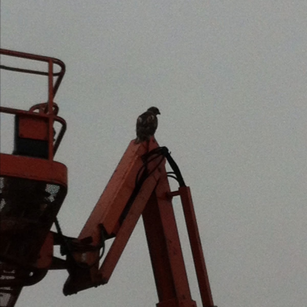 Red-tailed Hawk