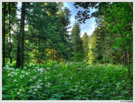 http://lh5.ggpht.com/QvintusMunitus/SPTgQHqgiDI/AAAAAAAAAXk/vE_rj8wXV0Q/Forest_HDR_1.jpg